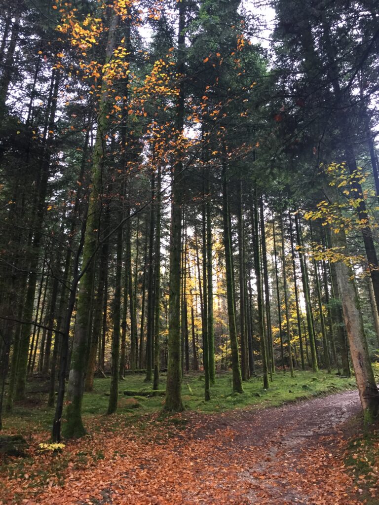 Chemin de forêt