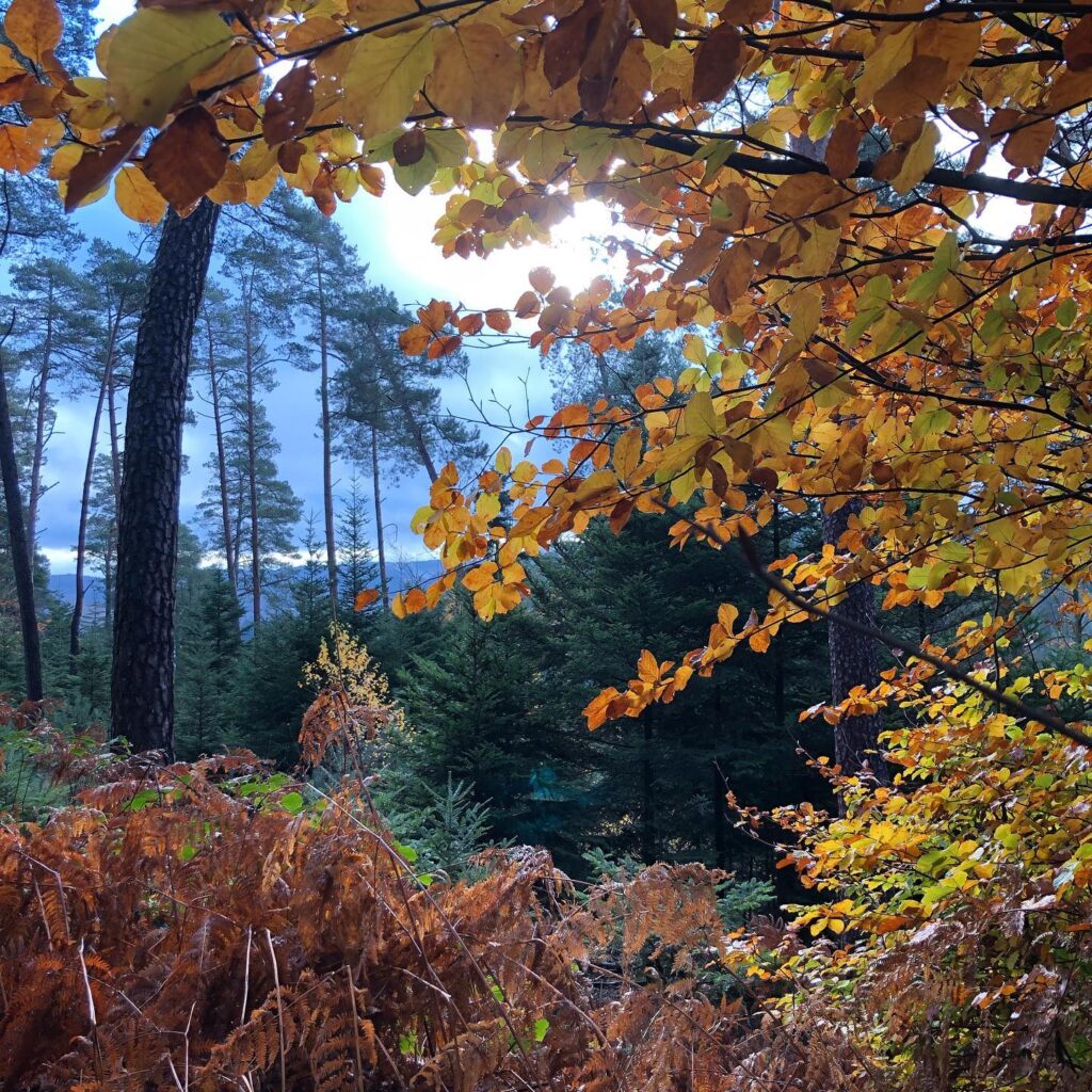 Forêt en automne