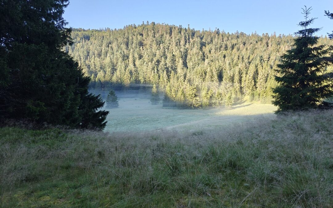 Histoire de la forêt française : vérités, enjeux et idées reçues