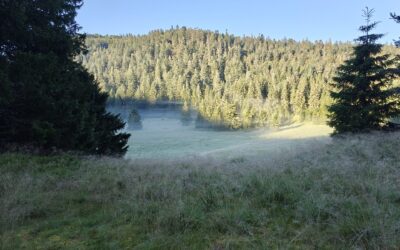 Histoire de la forêt française : vérités, enjeux et idées reçues