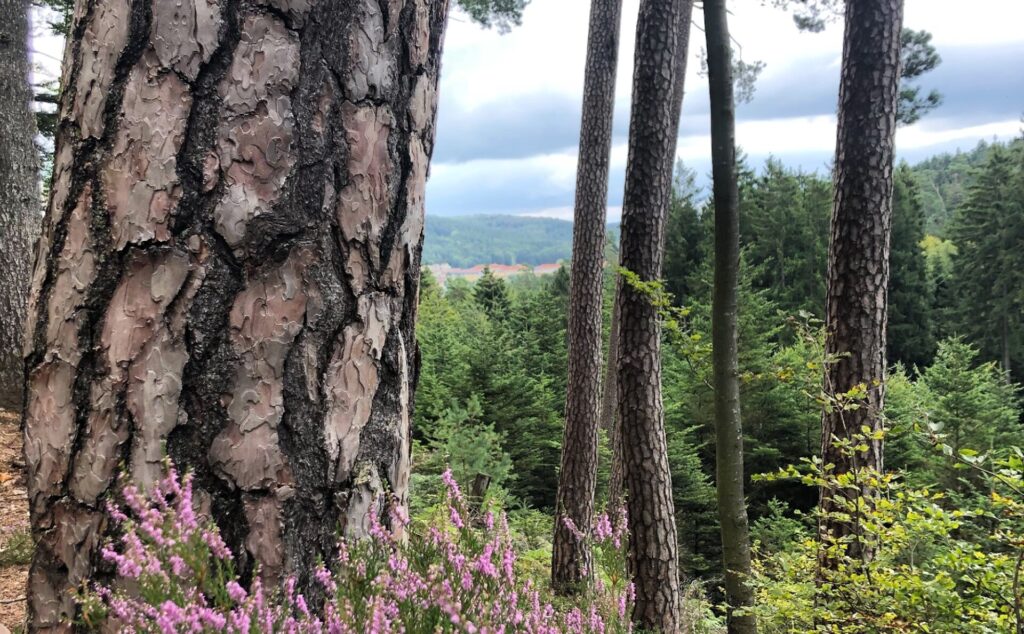 Belle forêt naturelle