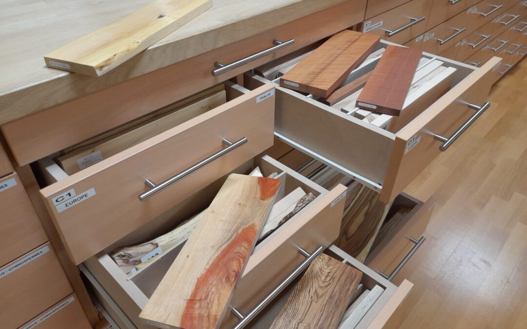 Un tour d’Europe des xylothèques fait halte à l’ENSTIB