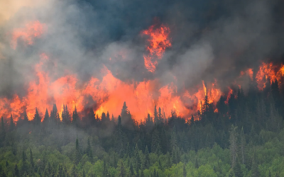Premier cours, premiers enjeux : penser la forêt face aux incendies