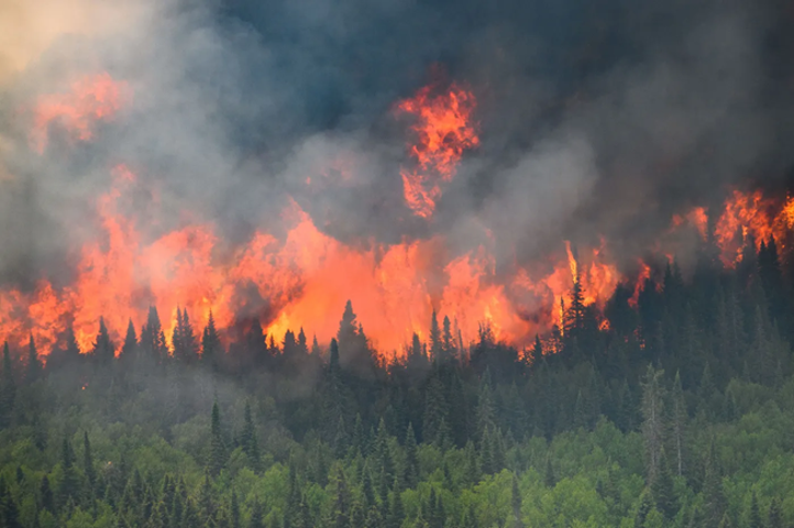 Premier cours, premiers enjeux : penser la forêt face aux incendies